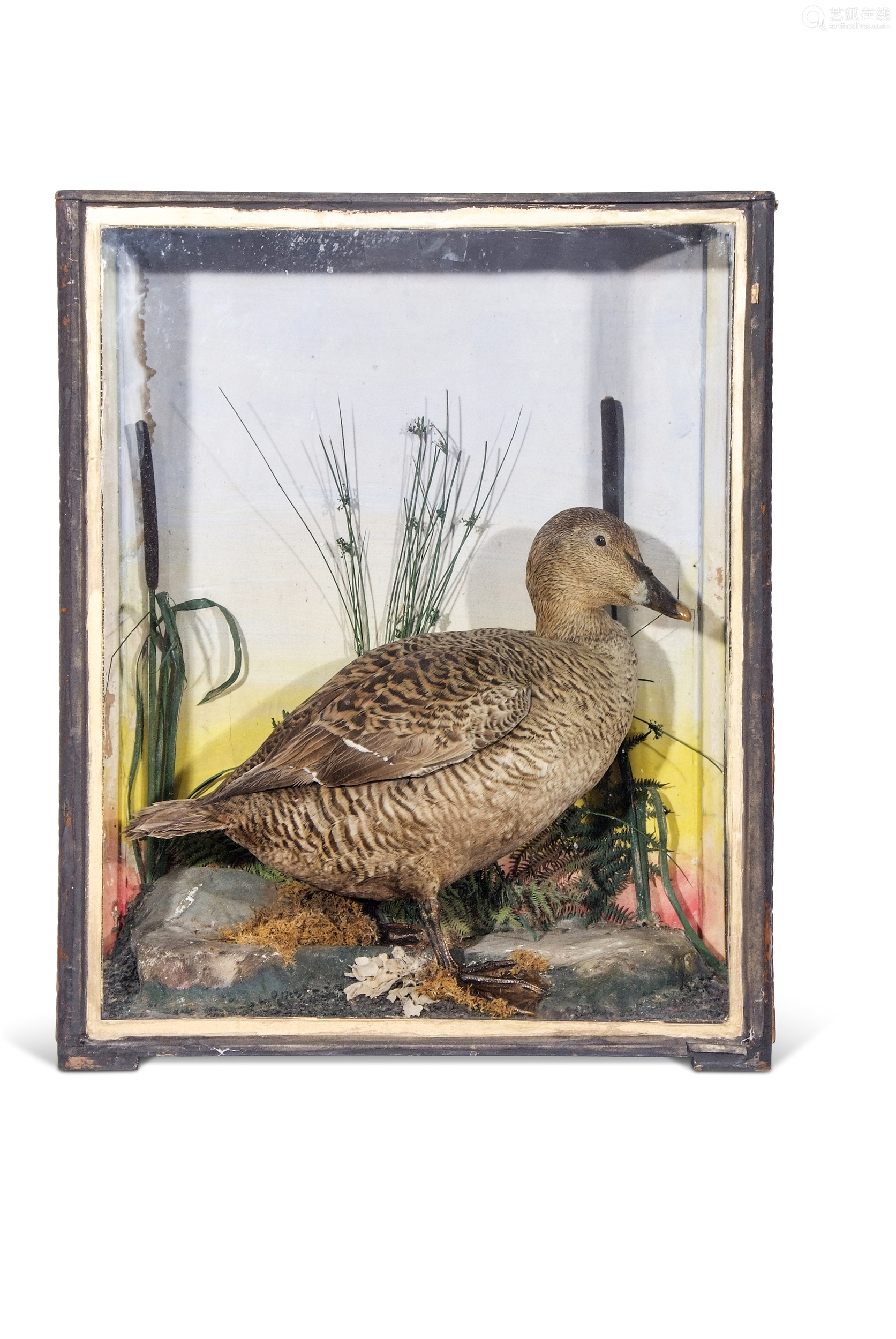 taxidermy cased eider duck in naturalistic setting, 62 x 51cm