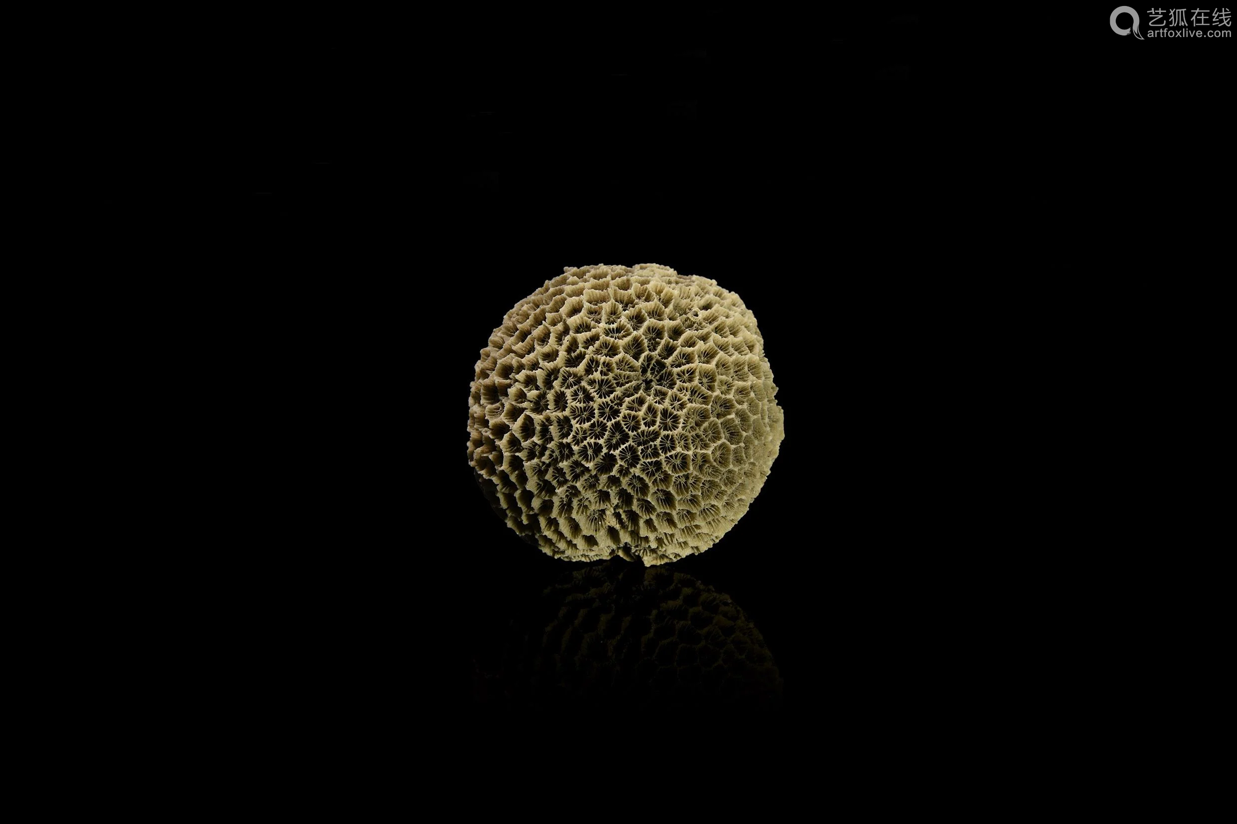 fossil brain coral