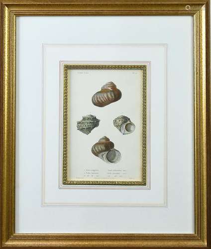 Prints of Shells