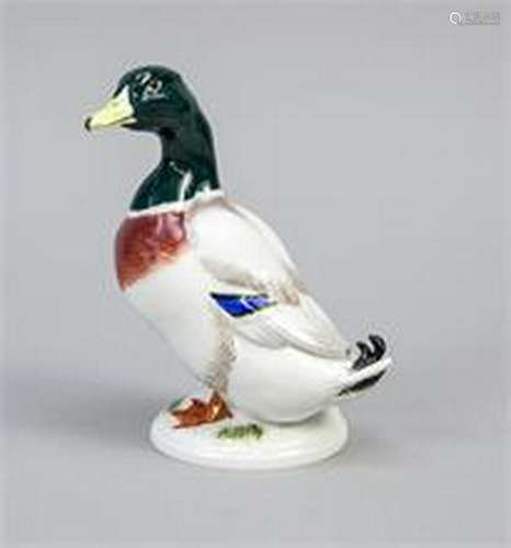 Standing Drake, Meissen, after 1973, 1st quality,