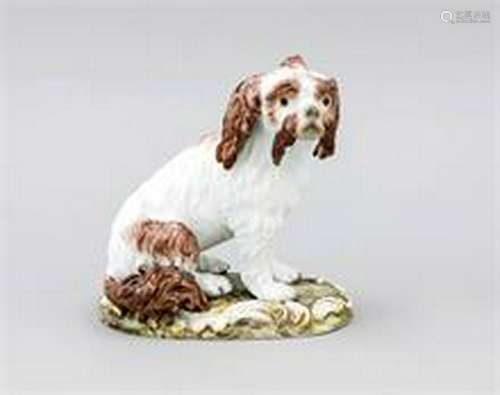 Bolognese Dog, Meissen, 19th century, designed by