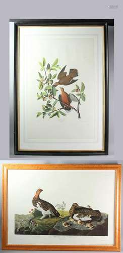 Two J. J. Audubon Prints