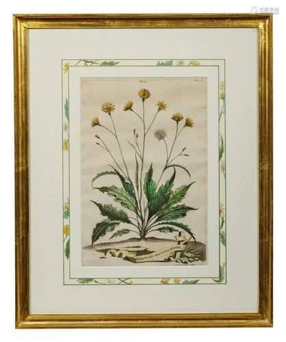 Two Botanical Prints  12 3/4 x 9 1/4 inches.