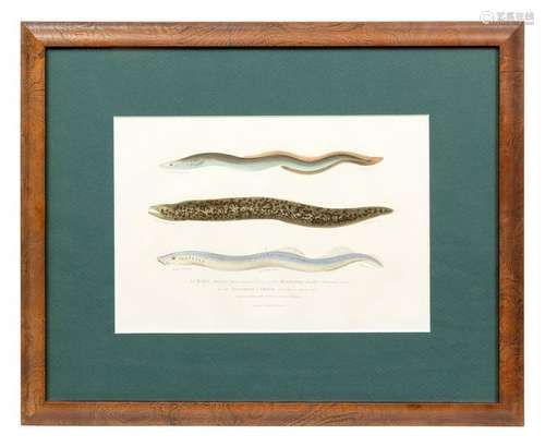 Eel Print a hand colored etchingÂ  6 1/2 x 9