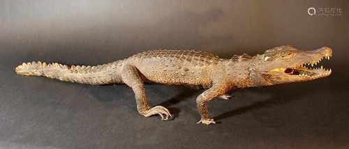 Nile crocodile prepared early 20. century80cmThis is a timed auction on our German portal lot-