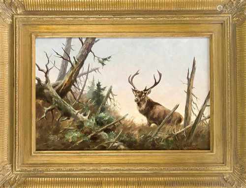 Ernst Ludwig von Aster (1902-1986), deutscher Jagdmaler in Goslar, Hirsch im Brachwald, Ölauf