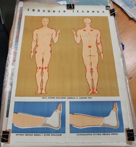 Russian School - Anatomy (Medical Poster), mid-20th century colour lithograph, 88.5cm x 58cm.Buyer’s