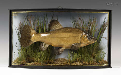 An early 20th century taxidermy specimen of a tench, preserved by J. Cooper & Sons, 28 Radnor