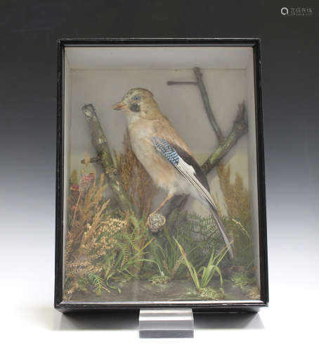 An early 20th century taxidermy specimen of a jay, preserved by T.E. Gunn, the stuffed bird within a