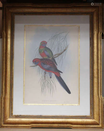 A set of four modern ornithological colour prints, each depicting a pair of parakeets, all mounted