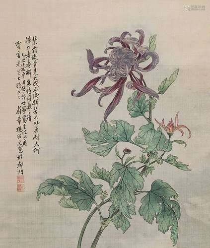 杨绍文（清） 菊花 立轴 设色绢本