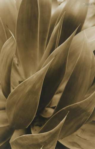Sepia-toned Botanical Photographs (three works)