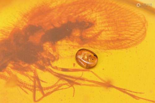 Baltic amber with large mayfly