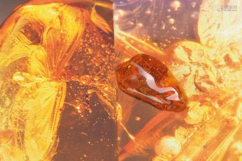 Baltic amber with neuropteran 'Sysiriade', rarity