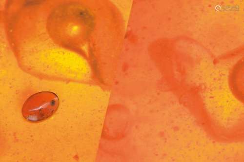 oldest amber of the Cretaceous of Burmese withflexible