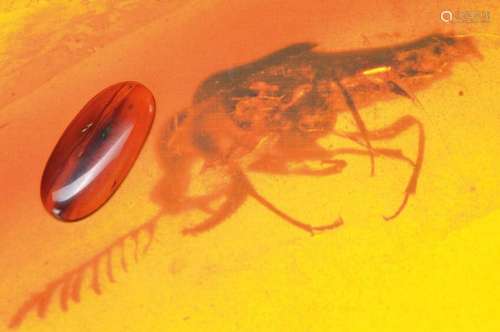 oldest amber of the dinosaurs-period of Burmese with