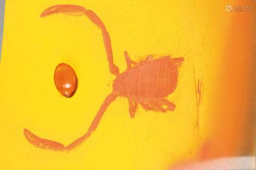 Dominican amber with Pseudo-Scorpion 'Withius'