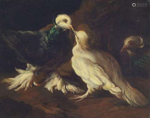 Unknown master of the 18th century, beaking doves, oil