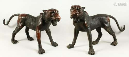 A GOOD LARGE PAIR OF TIGERS, standing with snarling