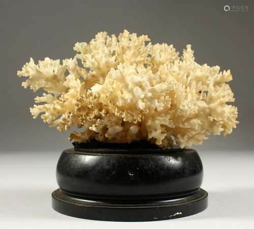 A CORAL SPECIMEN, on turned wood stand.  20cms wide.