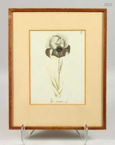 A 19TH CENTURY BOTANICAL WATERCOLOUR, 