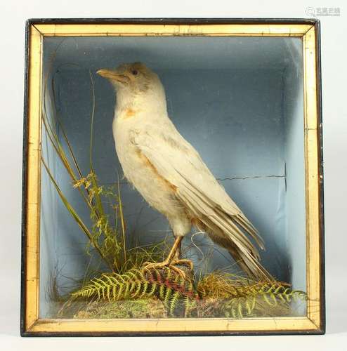 A RARE ALBINO CROW, stuffed and mounted, in a display