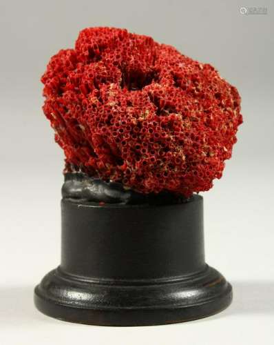 A SMALL RED CORAL SPECIMEN, on turned wood base.  10cms