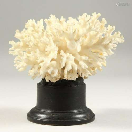 A SMALL CORAL SPECIMEN.  12cms high.