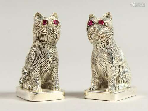 A PAIR OF .800 SILVER PUG DOG SALT AND PEPPERS.