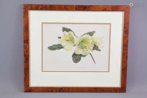 Four Antique Botanical Chromo-Lithographs, entitled 'Rhododendron Dalhousiae', 'Magnolia Parviflora', 'Tridax Caillardioides','Marica Northiana', framed and glazed