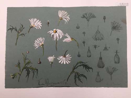 France LAMBERT, projet de marguerites, gouache, si…