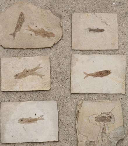 Fossiles, 6 plaques avec poissons fossilisés et di…