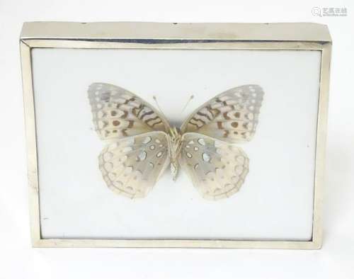 A silver frame with butterfly to centre. Hallmarked