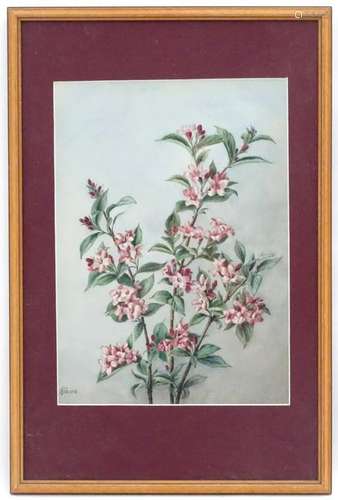 FW., 1938, Botanical School, Watercolour, Flowering