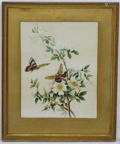 XX, Botanical School, Watercolours, Butterflies and