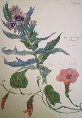 Early 20th century sketchbooks containing botanical studies from Pakistan and India