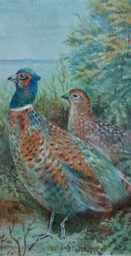 James Stinton (1870-1961), Pair of Watercolours; Pheasants and Grouse