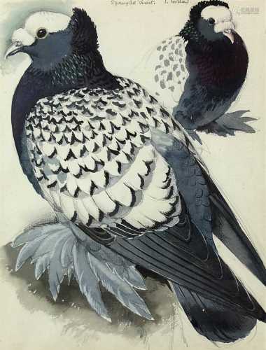 Charles Frederick Tunnicliffe (1901 - 1979), Spangled Priest
