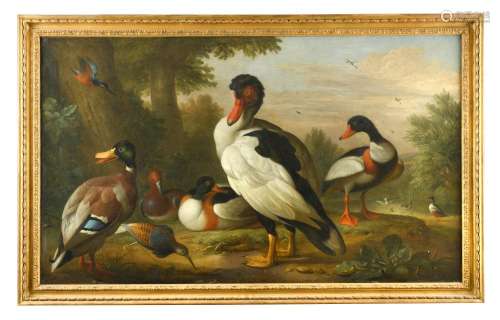 Attributed to Jakob Bogdani (Hungarian, 1660-1724) A Muscovy duck, mallard, shellduck, pochard and a