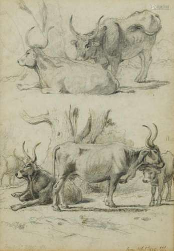 Alfred William Strutt (British, 1856-1924) Studies of Fara cattle inscribed lower right 