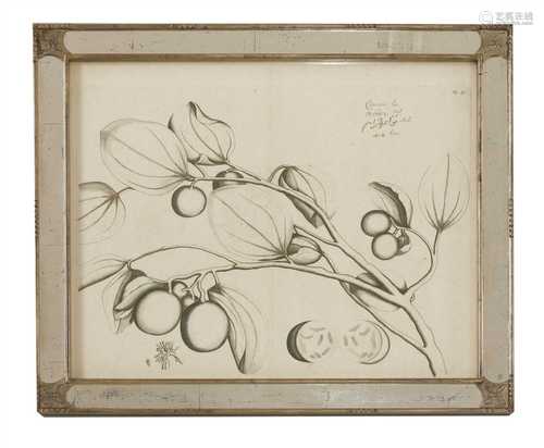 A set of ten monochrome botanical engravings,