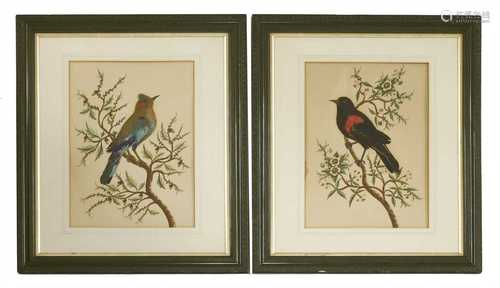 A pair of feathered bird pictures,