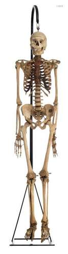 A male human skeleton assembled by Adam,Rouilly & CÂ°,