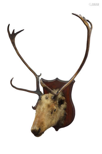 Taxidermy - Twelve point Red Deer Stag, head and antlers mounted on shield shaped plinth, W75cm,