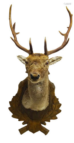 Taxidermy - Fallow Deer, shoulder mount on oak leaf carved Black Forest style shield,