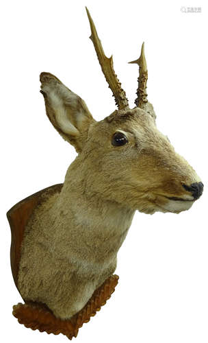 Taxidermy - Roe Deer head and neck mounted upon oak leaf carved shield,