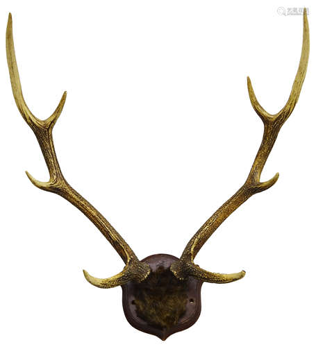 Taxidermy - Pair Red Deer antlers on cut upper hide covered frontlet,