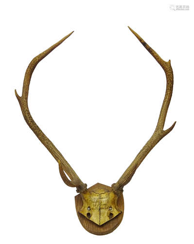 Taxidermy - Late Victorian seven point red deer antlers mounted on oak plinth inscribed