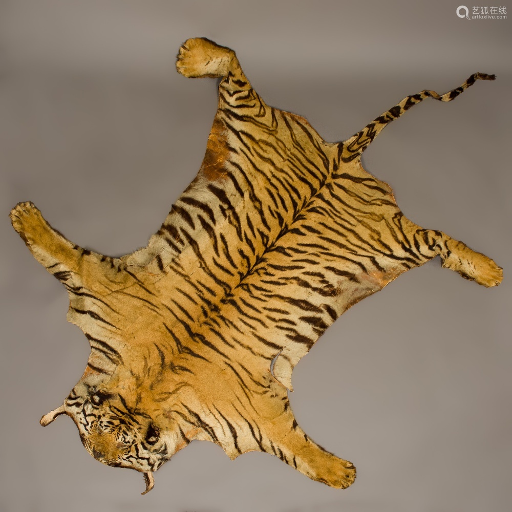 century tiger (panthera tigris) skin taxidermy rug with flat