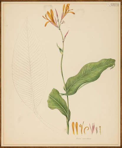 Antique Botanical Prints , 